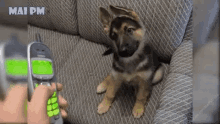 Funny Animals Puppy GIF - Funny Animals Puppy Phone GIFs
