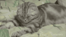 眠い　猫　ねこ　ネコ GIF - Jpsleepy Cat GIFs