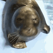 Toba Aquarium Baby Seal GIF - Toba Aquarium Baby Seal Head Bang GIFs
