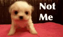 Save Dogs GIF - Save Dogs GIFs