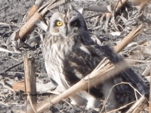 Owl Images Owl Love GIF