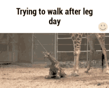 After Leg Day Meme GIFs | Tenor