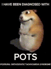 a picture of a hamster with the words " pots " on it