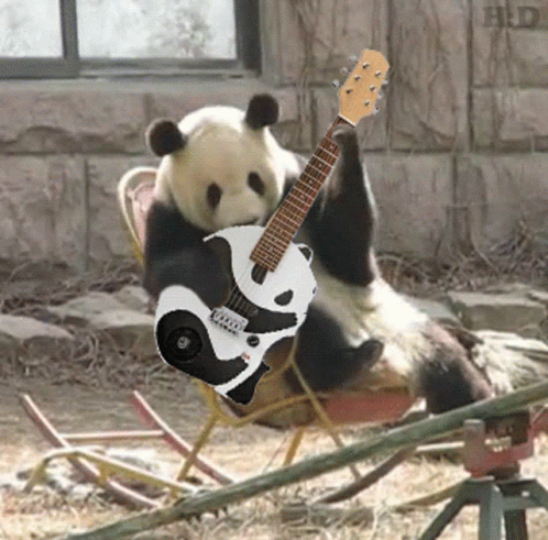Медведь играет на гитаре. Панда с гитарой. Обезьяна с гитарой. Панда поет.