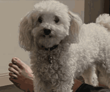 Dog Talk Dog GIF - Dog Talk Dog Ganymede GIFs