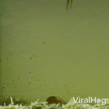 Catch Fish Underwater Kingfisher GIF