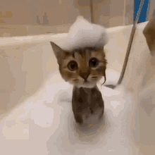 Cat Cats GIF - Cat Cats Bath GIFs