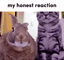my honest reaction animal cat bunny funny