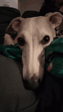 Dogs Excited GIF - Dogs Excited Cute GIFs