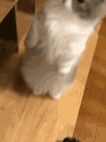 a close up of a cat standing on a wooden table .