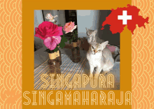 Singapura Cats Singa Maharaja Cattery Switzerland GIF - Singapura Cats Singa Maharaja Cattery Switzerland GIFs