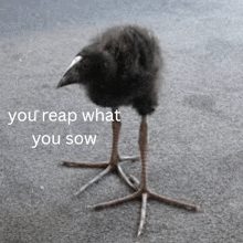 a black bird with a white beak is standing on a gray surface with the words you reap what you sow above it