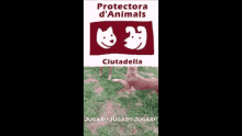 Protectora Clara GIF