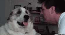 Funny Dog Slap GIF