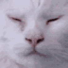 Stare Lick GIF - Stare Lick Cat GIFs
