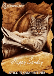 happy sunday have a great weekend reading cat pet
