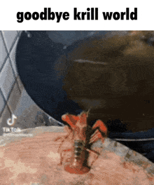 Goodbye Krill World Lobster GIF - Goodbye Krill World Krill Lobster GIFs