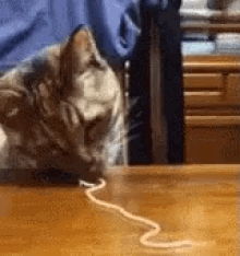 Spaghetti Cat GIF - Spaghetti Cat Eat GIFs