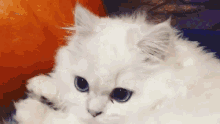 Excited Cat GIF - Excited Cat Cute GIFs