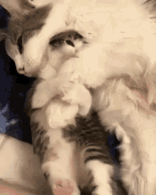 Kitten Snuggle GIF - Kitten Snuggle Cuddle GIFs