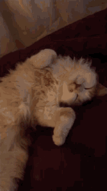 Franco Berola Cat GIF - Franco Berola Cat Gato GIFs