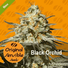 Black Orchid GIF