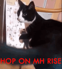 Monster Hunter Cat GIF - Monster Hunter Cat Hop On GIFs
