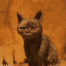 Sorpresa Cat GIF - Sorpresa Cat GIFs