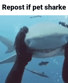Repost If Pet Shark Petting GIF