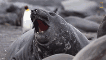 Crying Out National Geographic GIF - Crying Out National Geographic Penguins GIFs