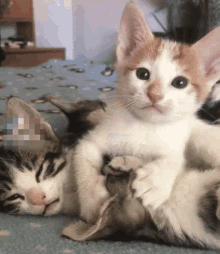 cute kittens