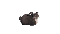 a black and white cat is laying down with a white background