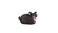 a black and white cat is laying down with a white background