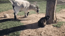 Goat Cat GIF