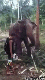 slapped-elephant.gif
