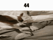 44 Dog GIF - 44 Dog Falcor GIFs