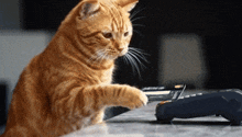 a cat playing with a calculator on a table