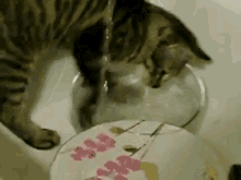 Nightly Chores GIF - Cats Kittens Water GIFs