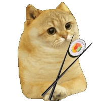 Catcoin Cats Sticker - Catcoin Cat Cats Stickers
