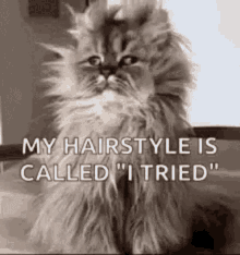 Hair Cat GIF