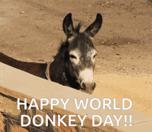 World Donkey Day 8 May GIF - World Donkey Day Donkey Day 8 May GIFs