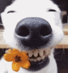 a close up of a white dog holding a flower in its mouth