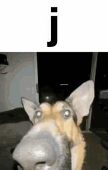 Dog Nose Letter J GIF - Dog Nose Letter J J Dog GIFs