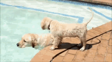 Come Back! GIF - Dog Puppy Swimming GIFs