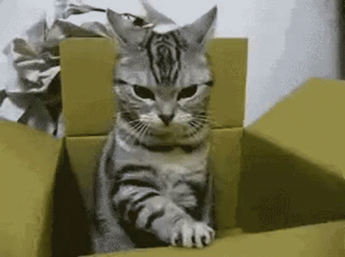 Cat In Box Cute GIF - Cat In Box Cute - Descubre y comparte GIF