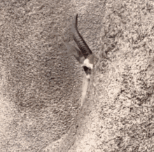 Antelope Peeking GIF