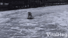 water ski water sports lake viralhog dog tricks