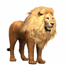 rawr lion
