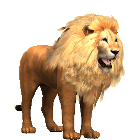 Lion Wild Sticker - Lion Wild Roar Stickers