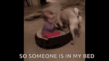 Dog Steal GIF - Dog Steal Bed GIFs